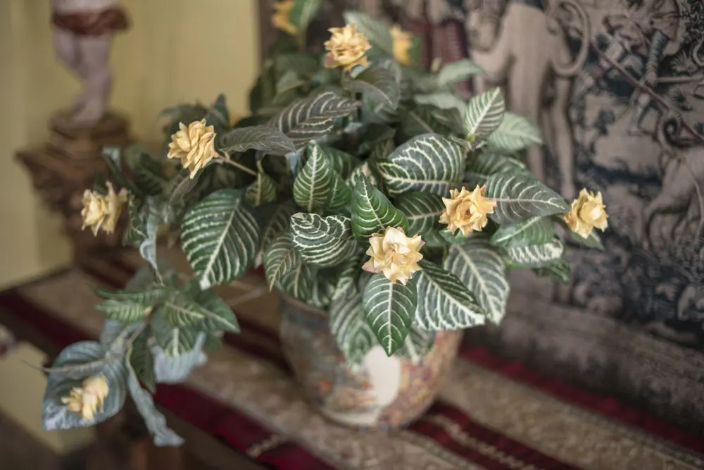 hotel concordy edificio detalle